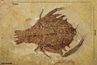 Eryon arctiformis